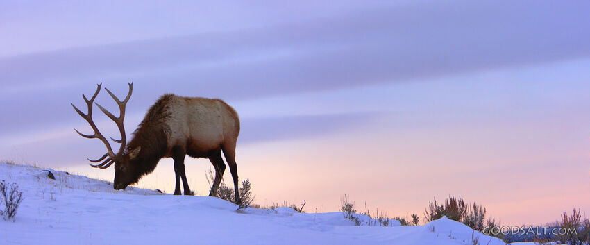 WYOMING. Yellowstone National Park. Panorama of bull Elk (Ce