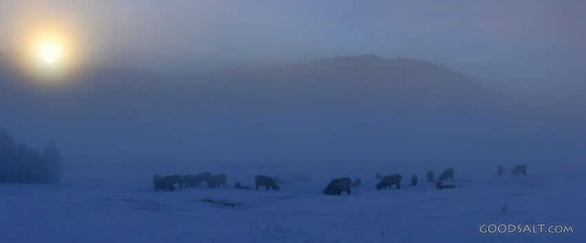 IDAHO. Stanley Basin. Panorama of Elk (Cervus elaphus) herd 