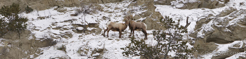 WYOMING. Yellowstone National Park. Panorama of Bighorn Shee