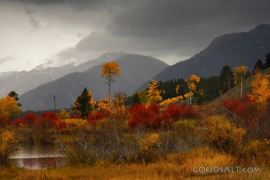 WYOMING. Teton National Park. Quaking aspen (Populus tremulo