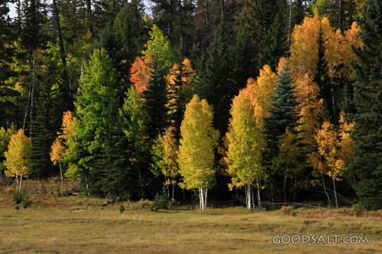 UTAH. Dixie National Forest near Aspen Mirror Lake on Highwa