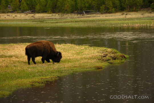 WYOMING. Yellowstone National Park. American Bison (Bison bi