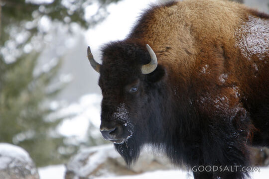WYOMING. Yellowstone National Park. American Bison (Bison bi