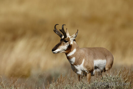 WYOMING. Yellowstone National Park. American Antelope or Pro