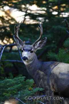 WYOMING. Yellowstone National Park. Young Mule Deer (Odocoil