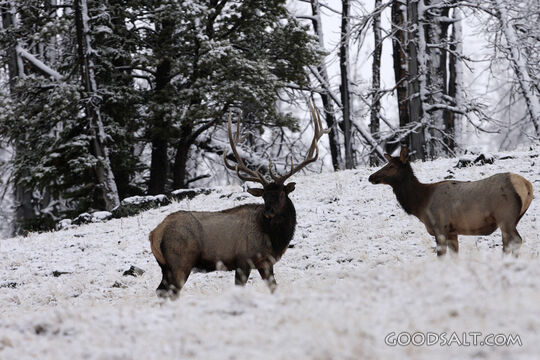 WYOMING. Yellowstone National Park. Elk (Cervus elaphus) pai