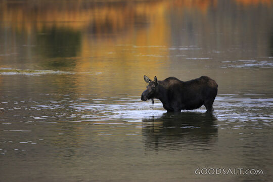 WYOMING. Grand Teton National Park. Bull moose (Alces alces)