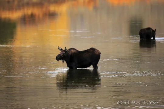 WYOMING. Grand Teton National Park. Bull moose (Alces alces)
