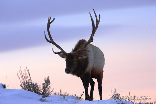 WYOMING. Yellowstone National Park. Bull Elk (Cervus elaphus