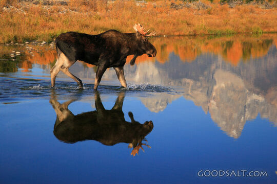 WYOMING. Grand Teton National Park. Bull moose (Alces alces)