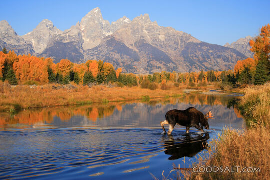 WYOMING. Grand Teton National Park. Bull moose (Alces alces)