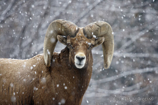 IDAHO. Boise. Zoo Boise.  Bighorn Sheep (Ovis Canadensis) ra