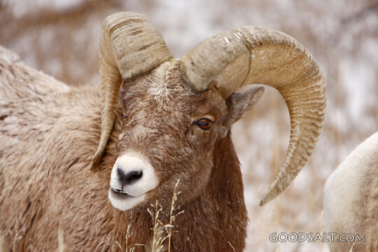 WYOMING. Yellowstone National Park. Bighorn rams(Ovis Canade