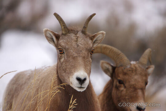 WYOMING. Yellowstone National Park. Bighorn ewes (Ovis Canad