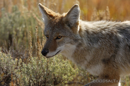 WYOMING. Yellowstone National Park. Coyote (Canis latrans) h