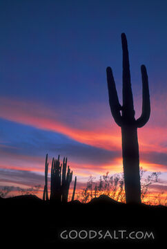 Saguaro Cactus Silhouette at Sunset