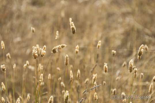 seed buds of long farm grass