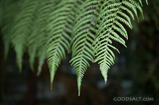 Several Ferns Close-Up