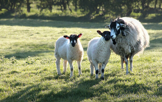 Sheep