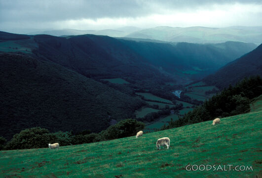Sheep and Rheidol Valley, Wales