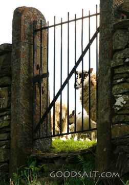 Sheep Gate