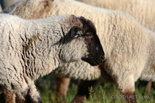 Sheep Grazing