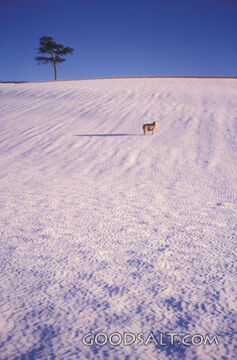 Sheep in Snow