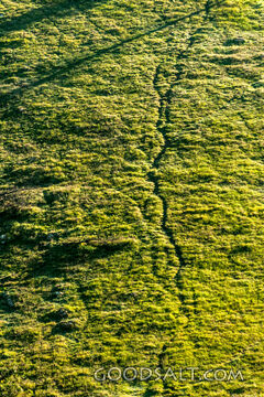Sheep tracks in brightly lit grass.