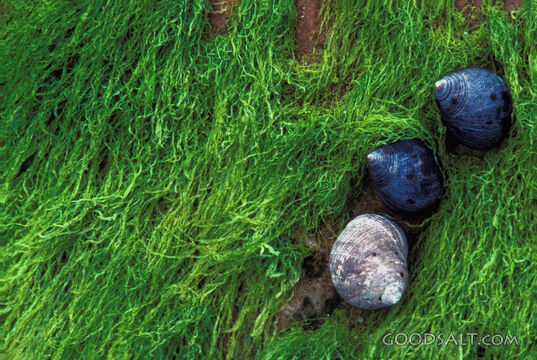 Shells Among Tidepool Moss