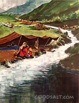 Shepherd Life