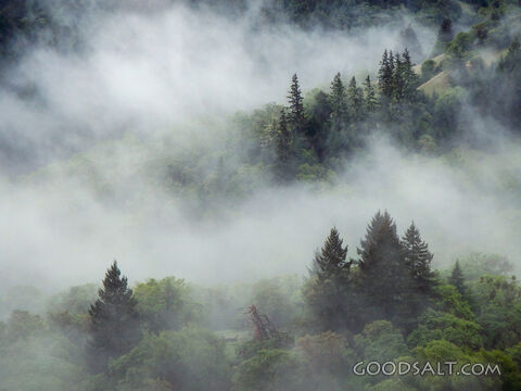 Shrouded Trees