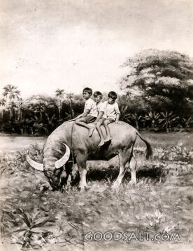 Siamese Children on Water Buffalo