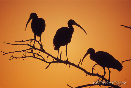 Silhouett of 3 Birds on Branch at Sunset