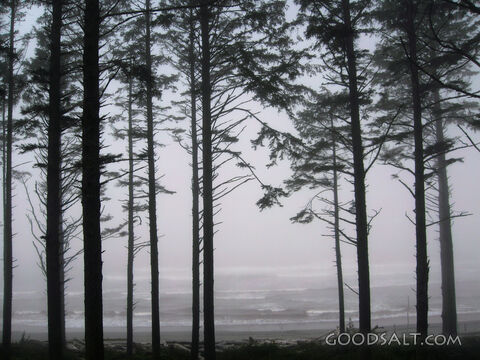 Silhouetted Coastal Trees