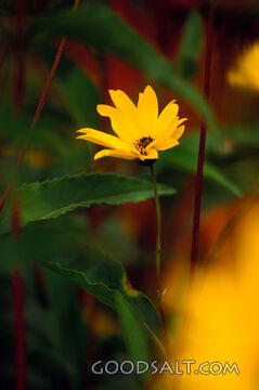 single yellow flower