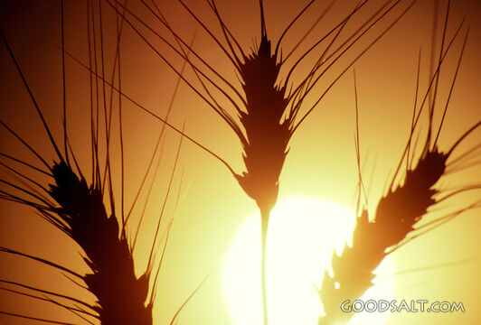 The silhouette of grains in the sunlight.