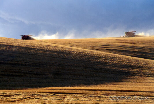Two combines harvesting crops.