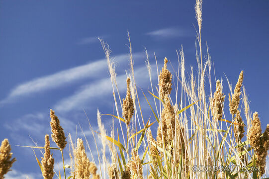 Barley Harvest Under Open Heaven