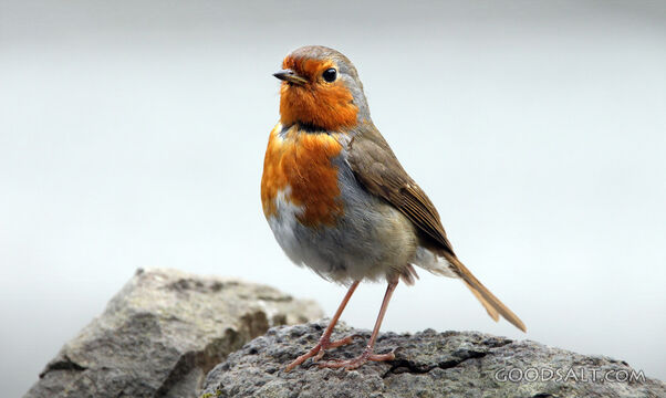 Small Bird