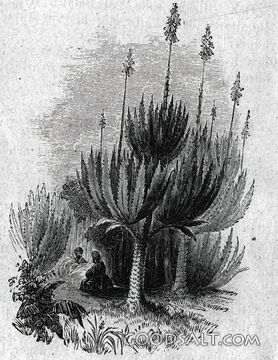 Travelers Rest Beneath Desert Aloes