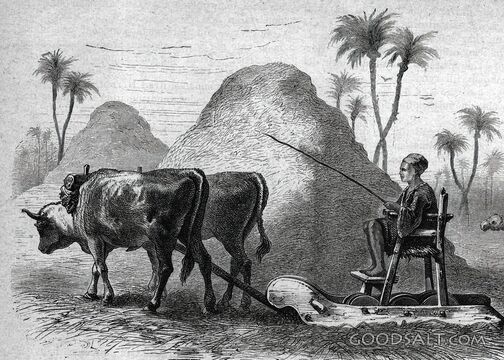 Oxen at Work in Ancient Egypt