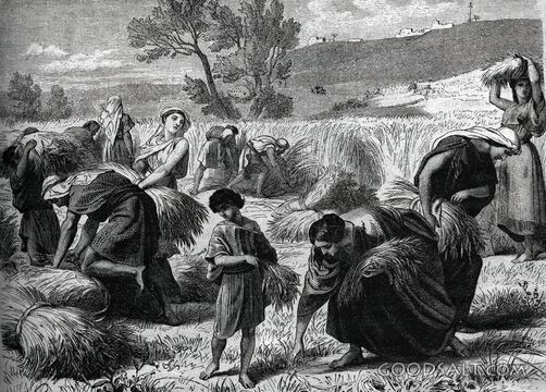 Ruth Gleaning in the Harvest Field