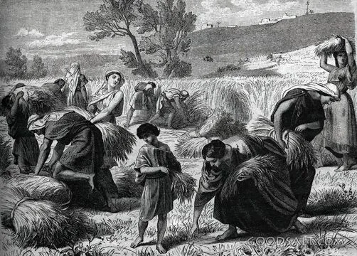 Ruth Gleaning in the Harvest Field