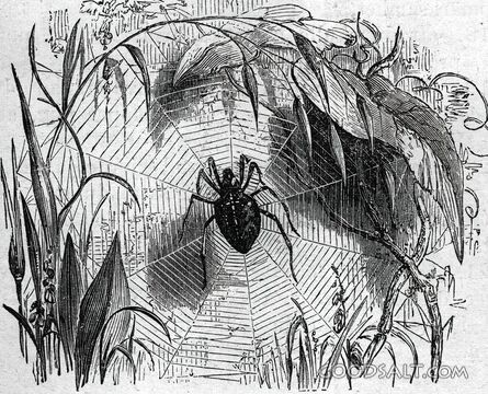 Spider Web Among the Reeds