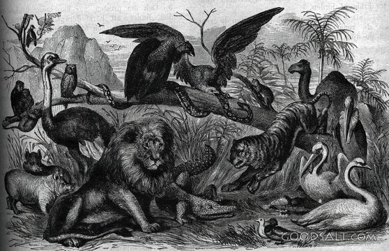 Peaceable Kingdom of Creation
