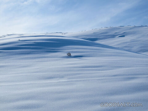 Snow Blanketed Hillside