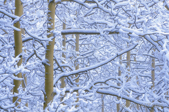 Snow Covered Branches