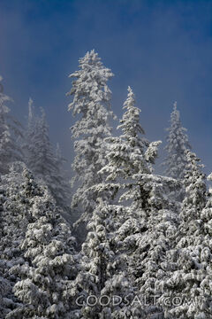 Snow-Covered Evergreens