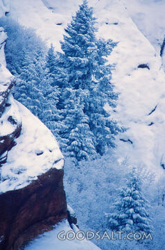 Snow Covered Tree