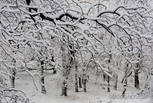 Snow Covered Tree Branches